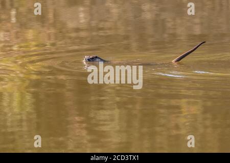 Lontra eurasiatica (Lutra lutra) aka lontra europea, lontra fluviale eurasiatico, lontra comune, e lontra del Vecchio mondo che nuotano a Rio Jandula, Sierra Morena, vicino Foto Stock