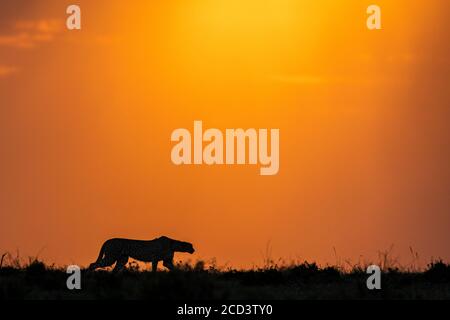 Silhouette di un ghepardo al tramonto a Masai Mara Kenya Foto Stock