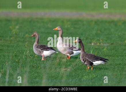 Adulto Groenlandia Greater White-fronted Goose (Anser albifrons flavirostris) camminare tra Greylag Oose a Nieuw-Namen, Zeeland, Paesi Bassi. Foto Stock