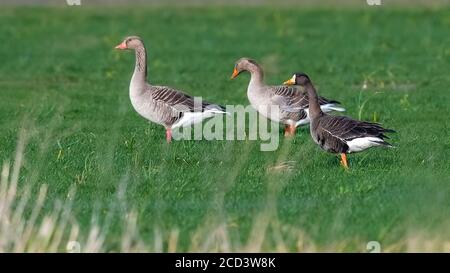 Adulto Groenlandia Greater White-fronted Goose (Anser albifrons flavirostris) camminare tra Greylag Oose a Nieuw-Namen, Zeeland, Paesi Bassi. Foto Stock