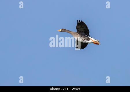 Adulto Groenlandia Greater White-fronted Goose (Anser albifrons flavirostris) che sorvola Nieuw-Namen, Zeeland, Paesi Bassi. Foto Stock