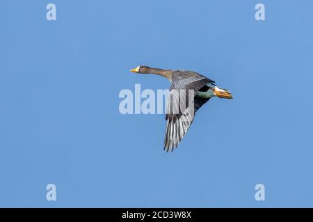 Adulto Groenlandia Greater White-fronted Goose (Anser albifrons flavirostris) che sorvola Nieuw-Namen, Zeeland, Paesi Bassi. Foto Stock