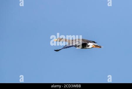 Adulto Groenlandia Greater White-fronted Goose (Anser albifrons flavirostris) che sorvola Nieuw-Namen, Zeeland, Paesi Bassi. Foto Stock