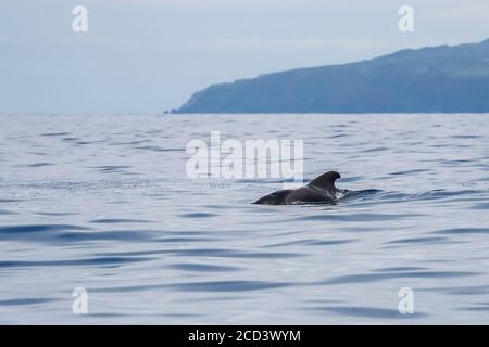 Maschio balena pilota alettato corto (Globicephala macrorhynchus) nuotare fuori Terceira, Azzorre, Portogallo. Foto Stock