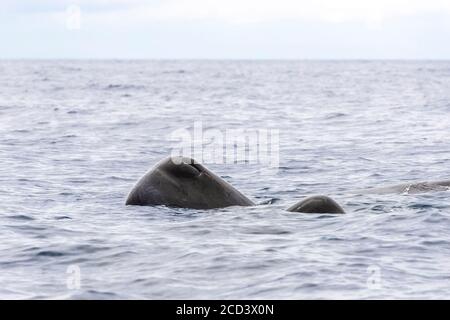 Pod di sperma balene (Physeter macrocephalus) adulti e giovani SW fuori Terceira, Azzorre, Portogallo. Foto Stock