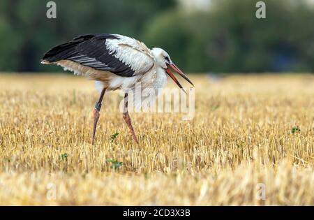 Cicogna bianca immatura (Ciconia ciconia ciconia) mangiare un verme in un campo agricolo a Sterrebeek, Brabant, Belgio. Foto Stock