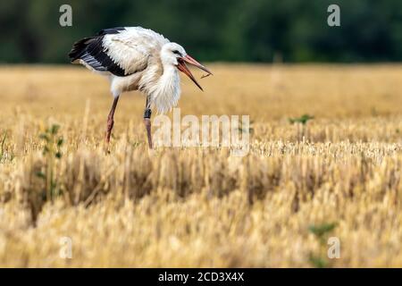 Cicogna bianca immatura (Ciconia ciconia ciconia) mangiare un verme in un campo agricolo a Sterrebeek, Brabant, Belgio. Foto Stock