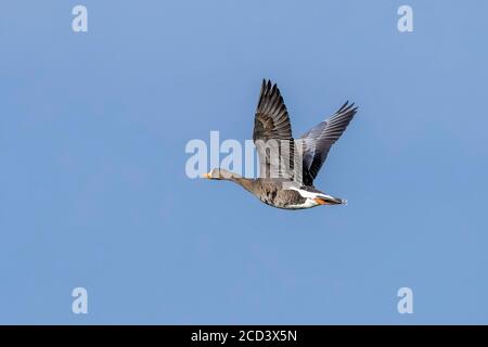 Adulto Groenlandia Greater White-fronted Goose (Anser albifrons flavirostris) che sorvola Nieuw-Namen, Zeeland, Paesi Bassi. Foto Stock