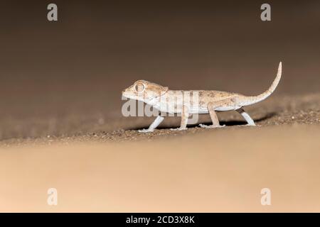 Helmeted Gecko (Tarentola chazaliae) camminando in un deserto sabbioso vicino a Bir Gandouz, Sahara occidentale, Marocco. Foto Stock