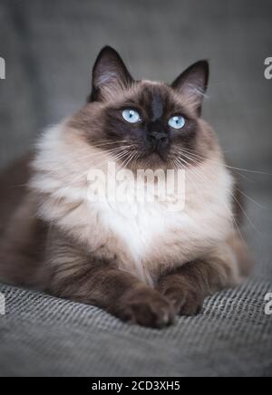 Seal Colorpoint Ragdoll Cat rilassarsi su un divano grigio Foto Stock
