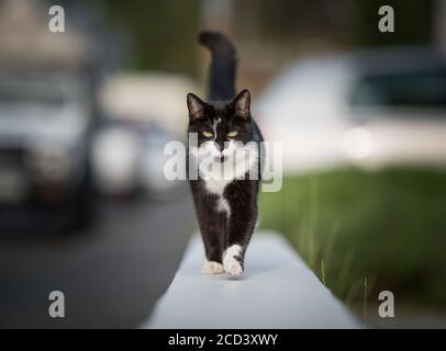 gatto shorthair domestico bianco e nero che cammina su un basso murale accanto al marciapiede guardando la fotocamera Foto Stock