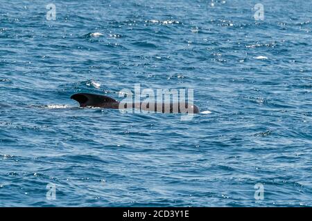 Maschio balena pilota alettato corto (Globicephala melas) che nuotano fuori Tarifa, diritto di Gibilterra, Spagna. Foto Stock