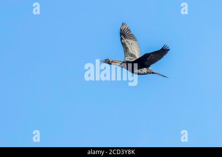 Secondo inverno Pigmy Cormorant (Microcarbo pygmaeus) che sorvola il lago a Bruxelles, Belgio. Foto Stock