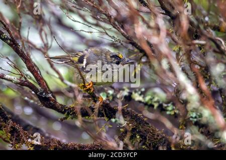 Primo maschio invernale Santa Maria Goldcrest (Regulus regulus sanctaemariae) arroccato su una ginepro a Santa Maria, Azzorre, Portogallo. Foto Stock