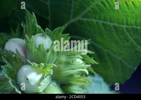 Colpo di primo piano del ramo di Common Hazel Foto Stock