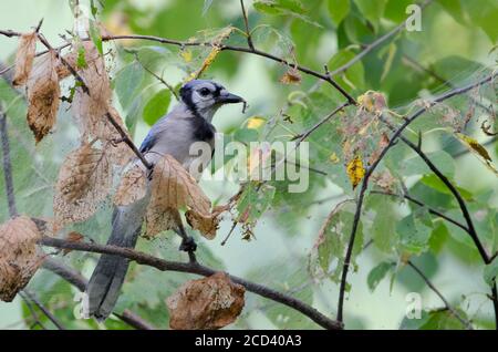 Un Blue Jay (Cyanocitta cristata) mangiare Gypsy Moth (Lymantria dissipar) caterpillars in un albero di betulla vicino Bancroft, Ontario, Canada Foto Stock