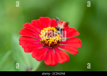 Una grande ape di miele è visto alimentare su nettare su un fiore rosso di zinnia nel giardino. Foto Stock