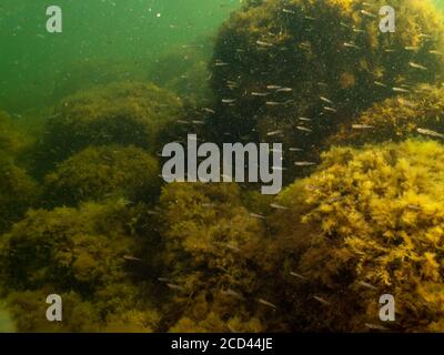 Un sano condimento dal Sound Malmo Svezia. Alghe e acqua fredda verde. Abbondante pesce piccolo sullo sfondo Foto Stock