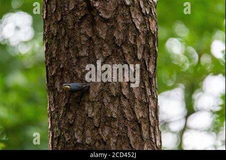 Un nuthatch (Sitta europaea) cerca cibo su un tronco d'albero camminando verso l'alto e giù Foto Stock