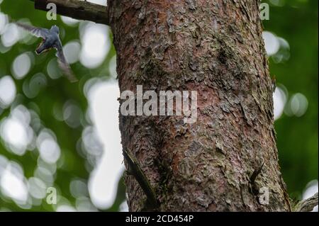 Un nuthatch (Sitta europaea) cerca cibo su un tronco d'albero camminando verso l'alto e giù Foto Stock