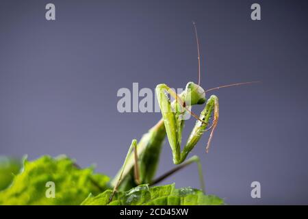 Europeo in preghiera Mantis femmina o Mantis religiosa primo piano su sfondo scuro. Grande insetto predatorio Foto Stock
