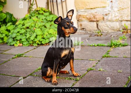 Cane doberman pinscher nano amico animale Foto Stock