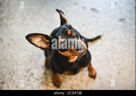 Cane doberman pinscher nano amico animale Foto Stock