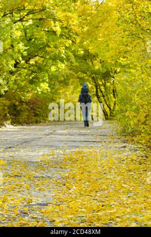 Padre e figlio sulle loro spalle camminano attraverso il parco autunnale. Vista posteriore Foto Stock