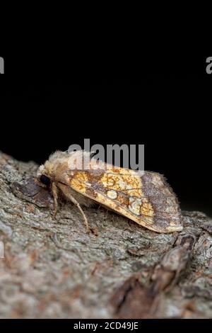 Falce d'arancia ghiacciata (Gortyna flavago) Foto Stock