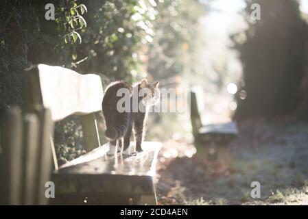 tabby bianco inglese gatto shorthair in piedi su una panca di legno guardando lateralmente Foto Stock