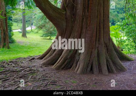 ENNISKERRY, CO. WICKLOW, IRLANDA - Maggio 2016: Radici di un albero centenario nei giardini del Powerscourt. Foto Stock