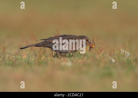 Il uccello nero comune è una specie di vero mughetto. Si chiama anche il ricattonetto eurasiatico. Foto Stock