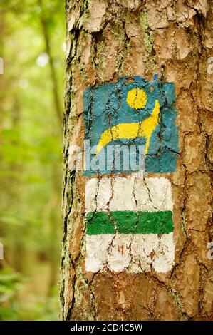 TLEN, POLONIA - Agosto 19, 2020: Camminare segni percorso su un albero stelo in una foresta Foto Stock