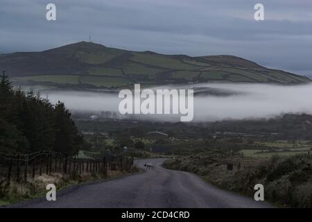 Pecore che attraversano la strada dura mattina nebbiosa nel paesaggio panoramico della penisola di dingle all'alba. Foto Stock