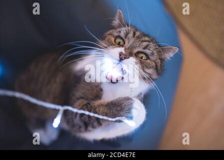 Tabby British Shorthair cat con la bocca aperta a masticare su un natale luce stringa. Foto Stock