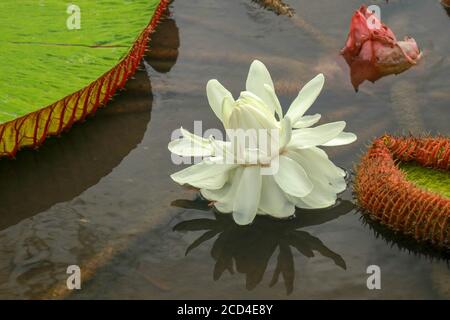 Il fiore bianco bello del loto o il giglio dell'acqua riflette con L'acqua nello stagno. Il riflesso del loto bianco con l'acqua Foto Stock