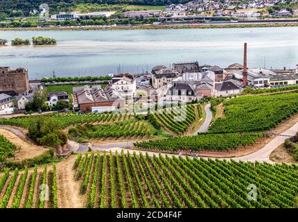 Rudesheim am Rhein, Assia, Germania - una città vinicola sul Reno. Foto Stock