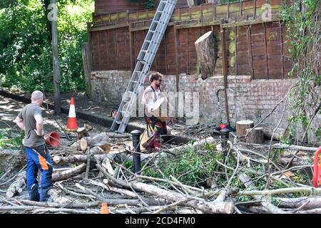 I chirurghi dell'albero tagliano giù gli alberi morti. Foto Stock