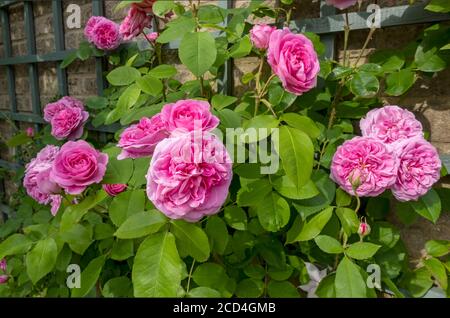 Gertrude Jekyll rosa crescere su trellis su una parete fiori rosa fiore nel giardino in estate Inghilterra Regno Unito Gran Bretagna Foto Stock