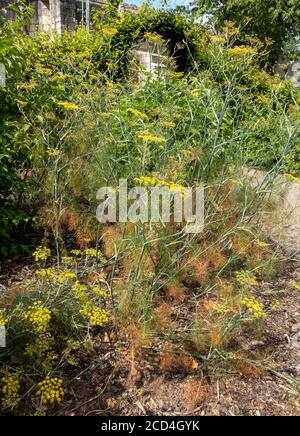 Finocchio di bronzo (Foeniculum vulgare) pianta di erbe ‘purpureum’ che cresce in giardino in estate Inghilterra Regno Unito GB Gran Bretagna Foto Stock