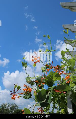 Un Dropmore Scarlet Honeysuckle Vine con fiori arancioni e gialli contro un cielo blu con bianche nuvole soffici in estate in Wisconsin, USA Foto Stock