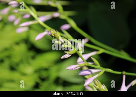 Primo piano di un gambo di boccioli di fiori viola su Una pianta di Hosta ventricosa che utilizza il fuoco selettivo Foto Stock