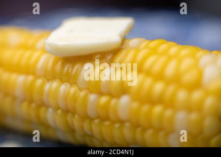 Mais sulla pannocchia con un panello di burro, un fiocco estivo americano. Foto Stock