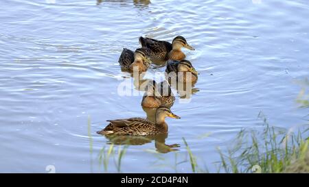 Giovane anatra. Italia. Foto Stock