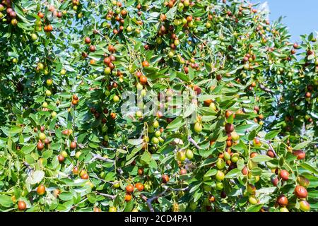 Jujbe o bera o bacca Ziziphus mauritiana . rigenera i frutti verdi di jujube in foglie di albero Foto Stock