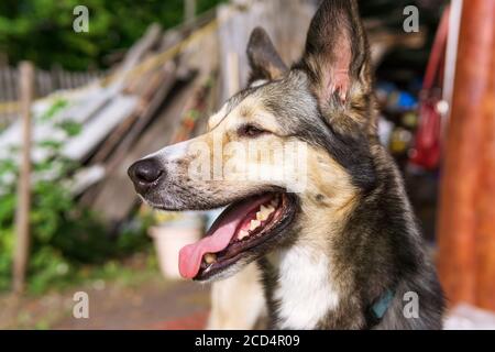 ritratto di giovane cane mongrel grigio con bocca aperta che mostra lingua rosa. giorno d'estate. Sfondo sfocato. Foto Stock