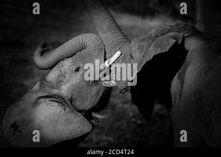 Primo piano monocromatico di elefanti africani (Loxodonta africana) madre e giovane legame maschile, mostrando affetto, all'aperto West Midland Safari Park, Regno Unito. Foto Stock