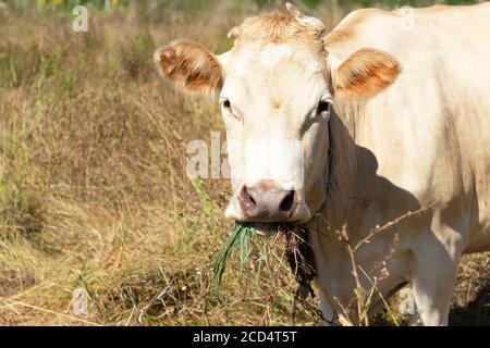 Mucca color crema che mangia erba sul prato. Il simbolo del nuovo anno del calendario cinese. 2021 Foto Stock