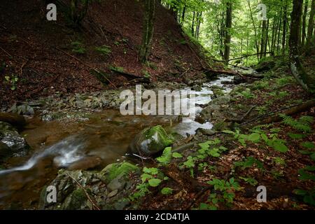 Flusso di montagna. Sereno flusso di montagna in un burrone nascosto cosparso di foglie cadute in una foresta verde. Foto Stock