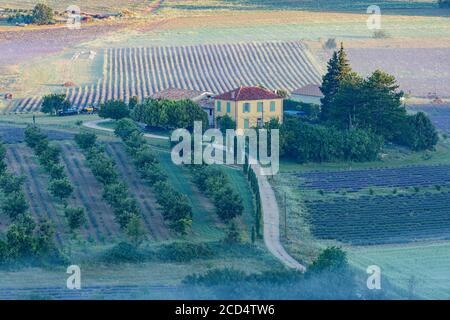 La mattina presto nebbia sui campi di lavanda appena fuori Sault Foto Stock